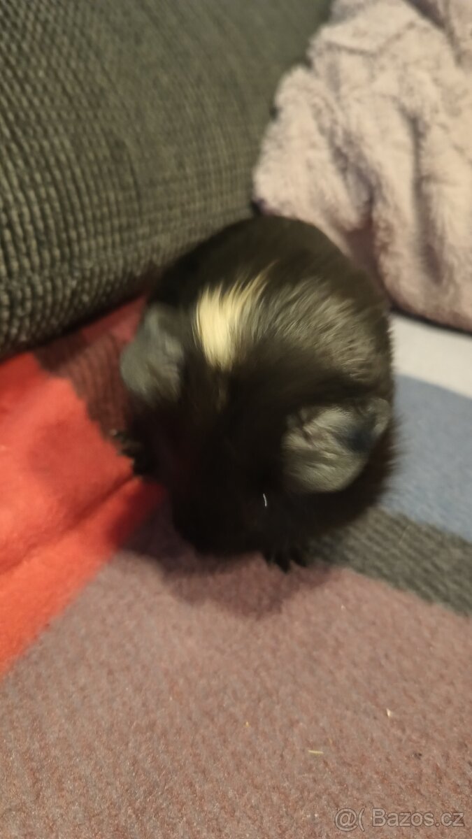 Morče, samička, mládě 6 týdnů - 2