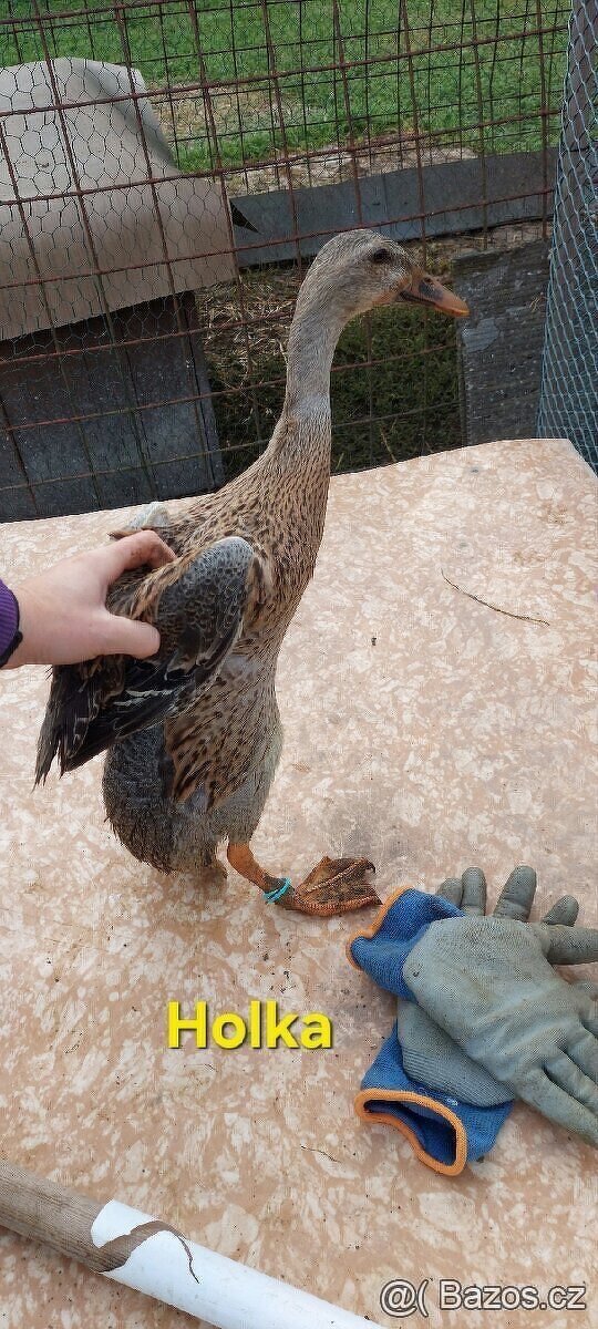 Indický běžec - 2