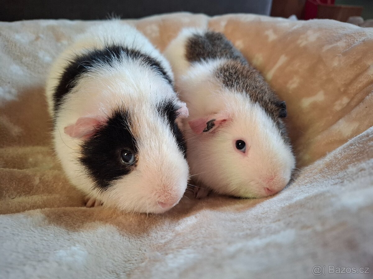 Morče - dva bráškové Zen a Bim, US Teddy - 2