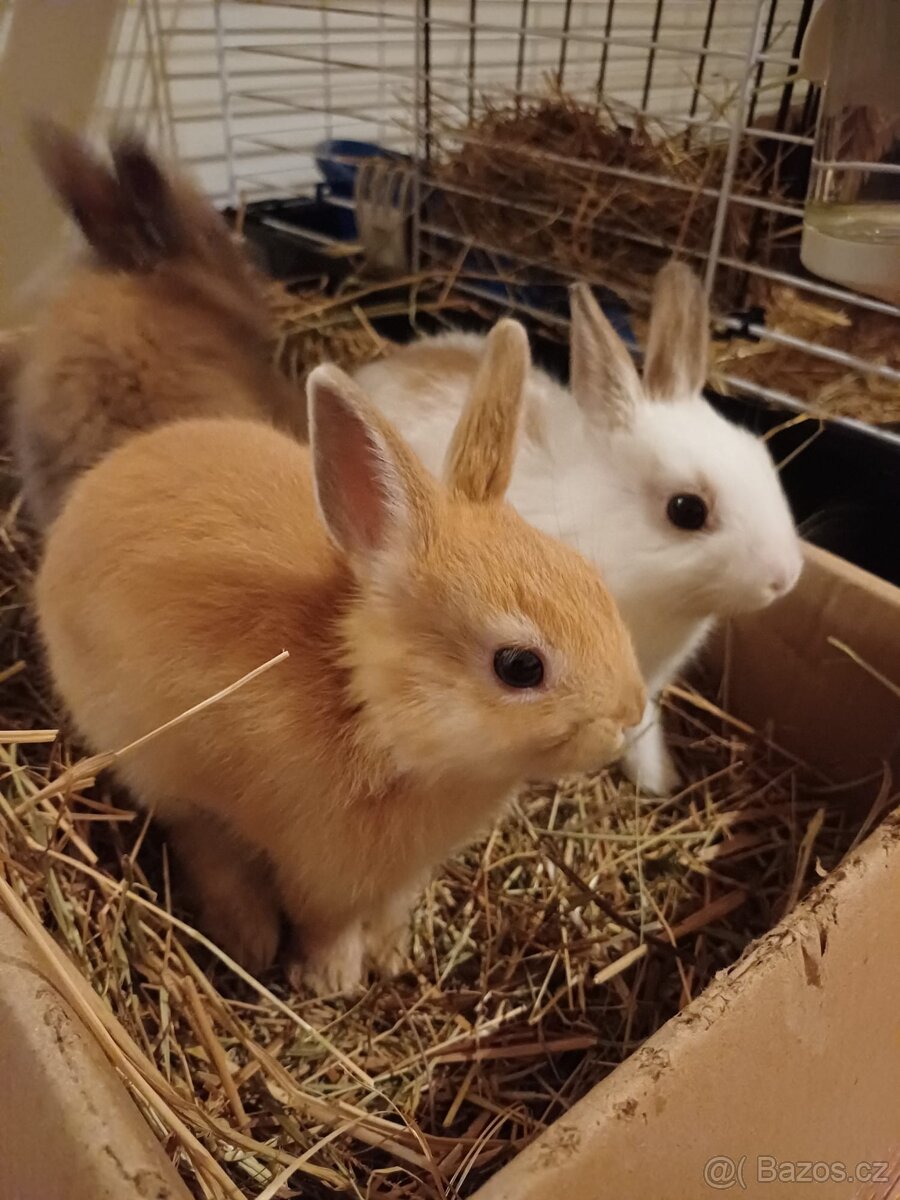Zakrslí králík - 2