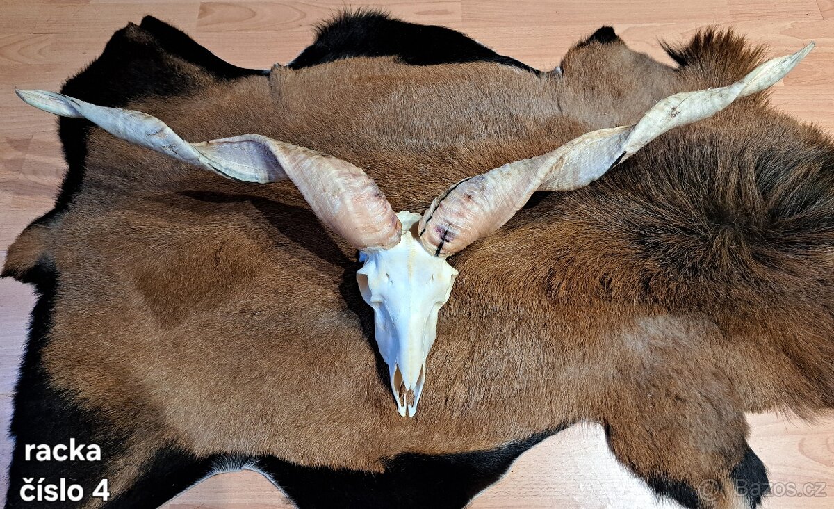 Trofeje, ovca capova - 2