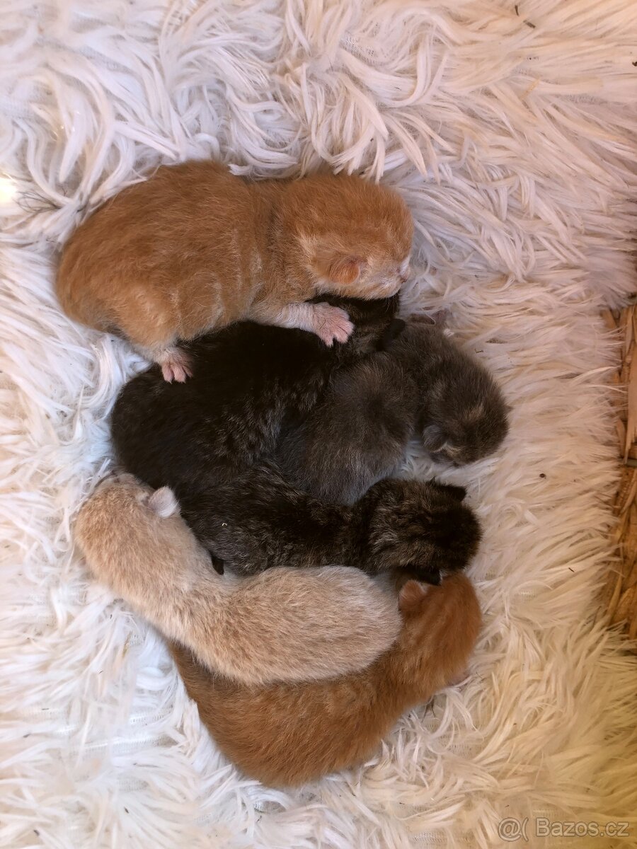 Darujeme koťata - 2
