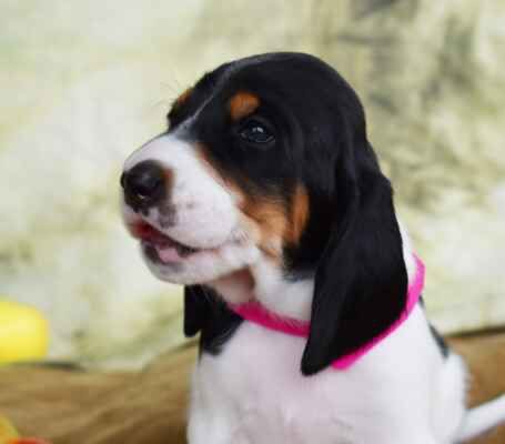 Bernský honič-štěňata-prodej - 2