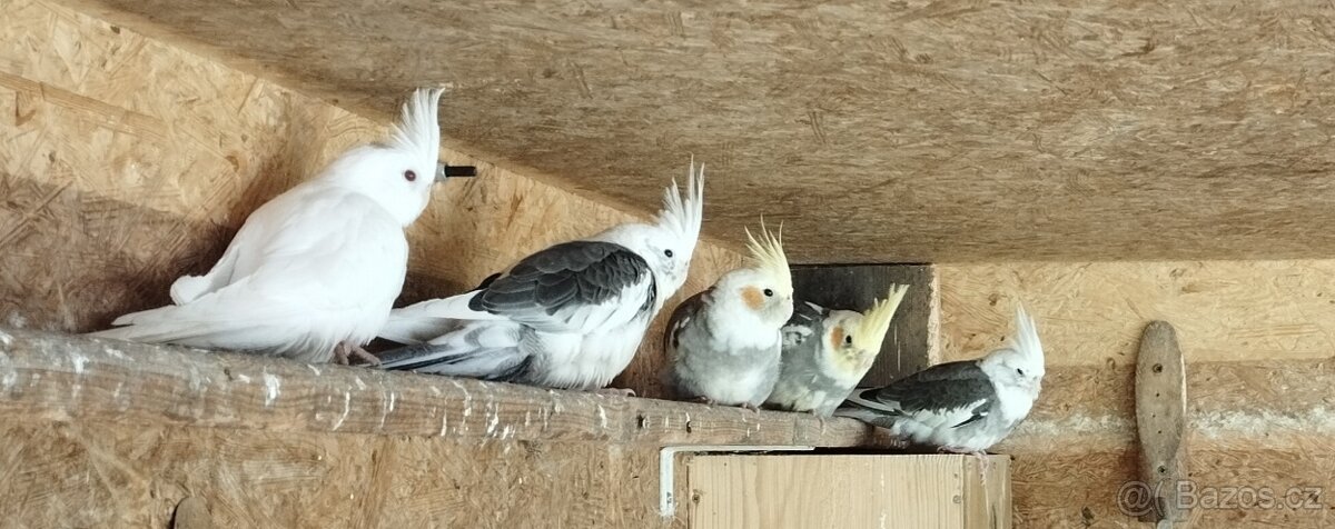 Korela chocholava - 2