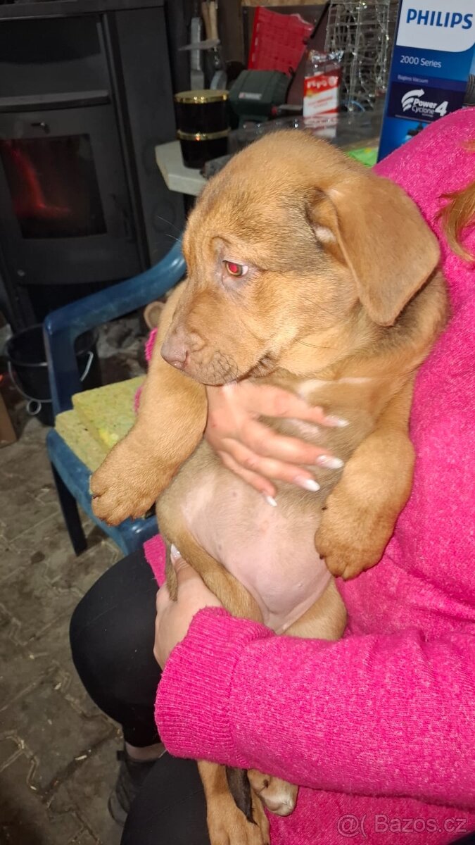 Štěňátka - 2