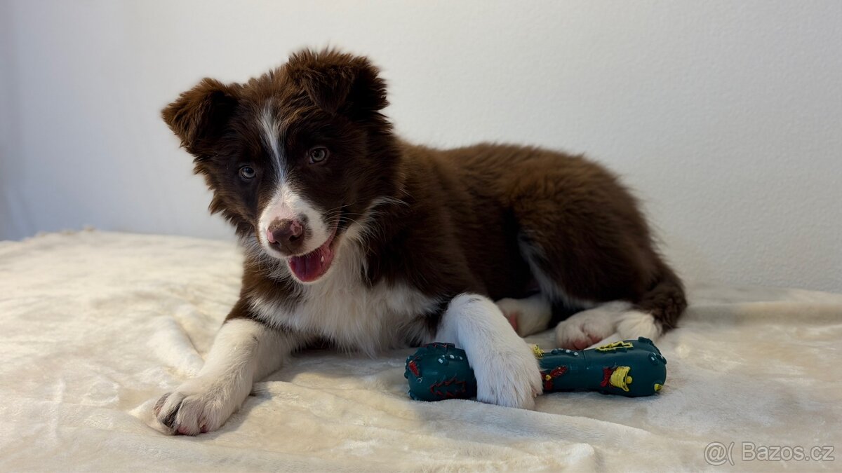ŠTĚŇÁTKO BORDER KOLIE S RODOKMEŇOM - 2