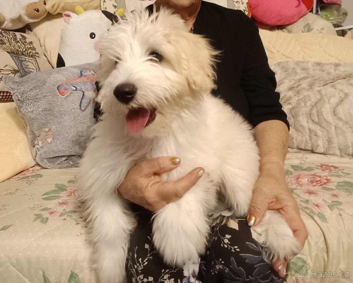 Maltézský psík - 2