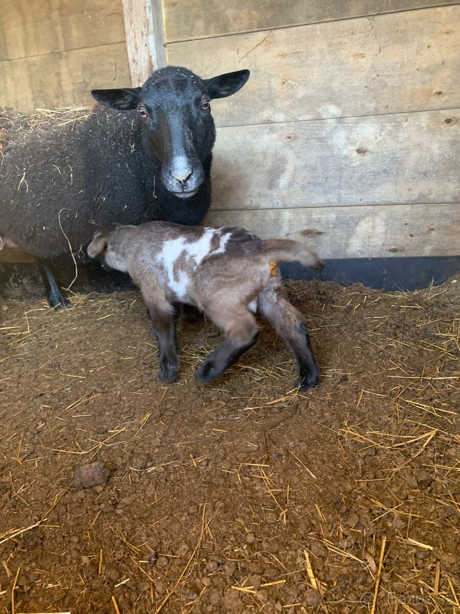 Beránek 75% dorper - 2