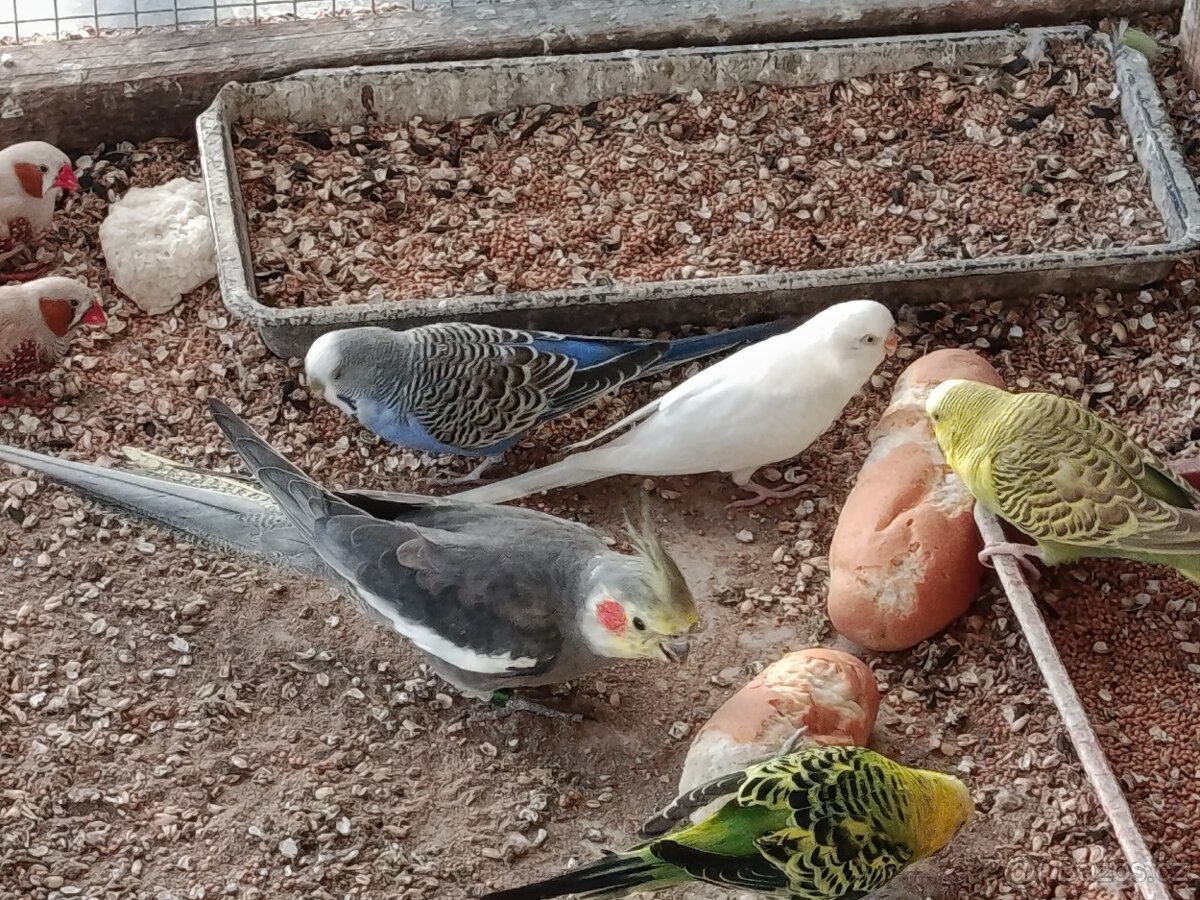 Prodej andulek a korel. - 2