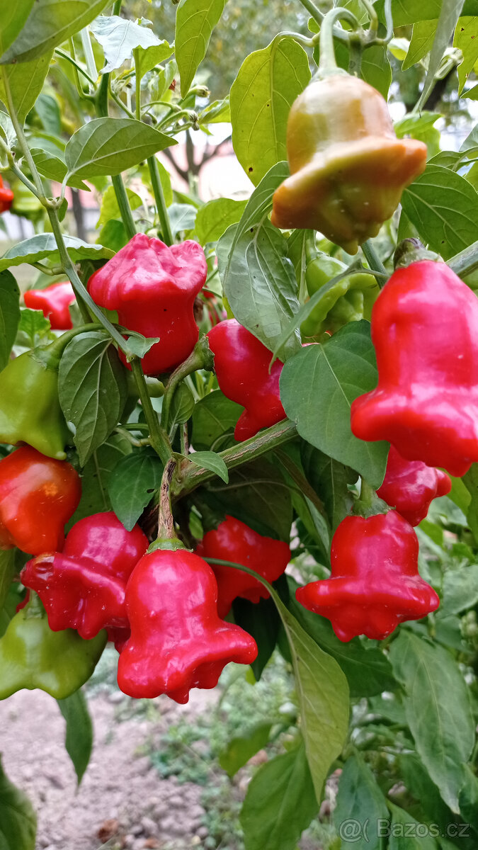 chilli papričky "ZVONEČKY" - semena - 2