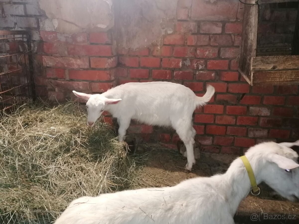 Kůzlata - 2