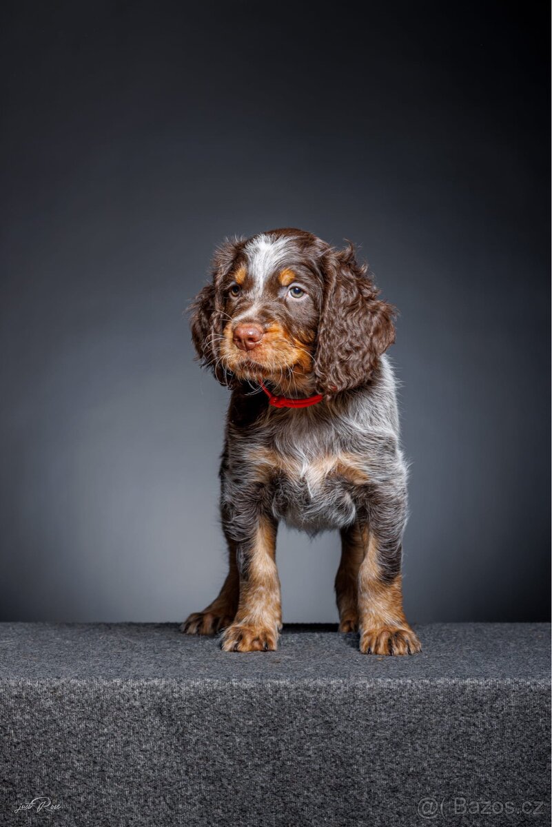 Pikardský ohař - štěně s PP - 2