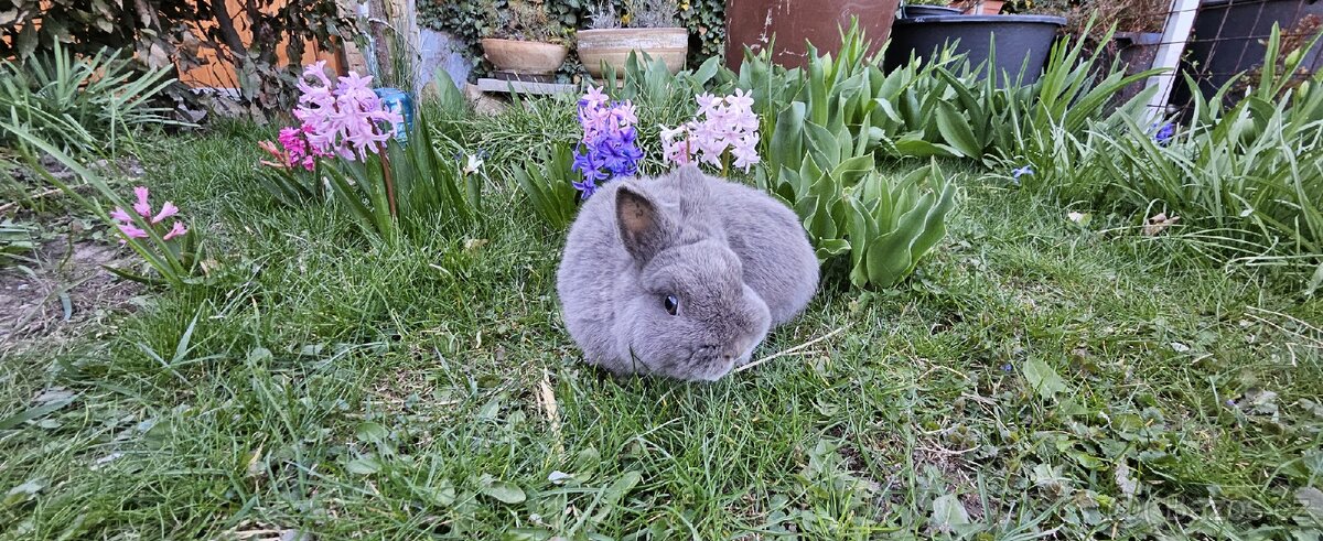 Zakrslý marburský - 2