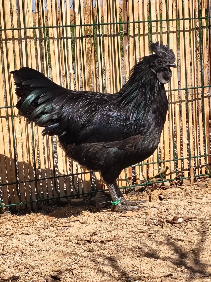 Ayam Cemani mladý pár - 2