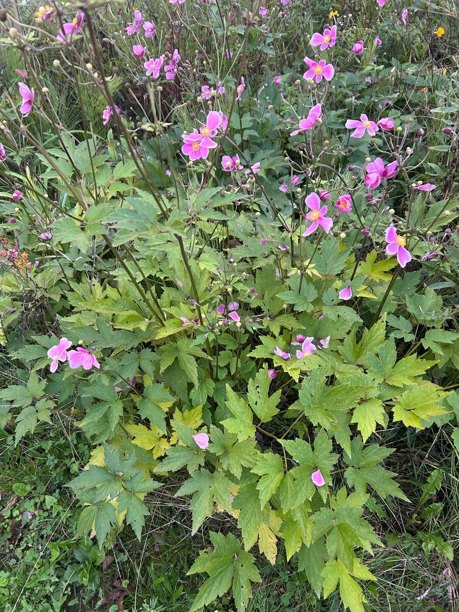 Sasanka hybridní - 2