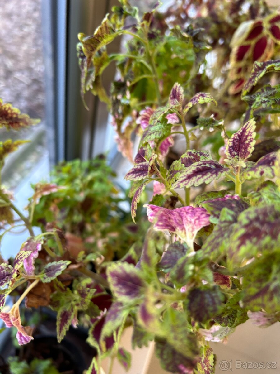 Africke koprivy, hosty, trvalky - 2