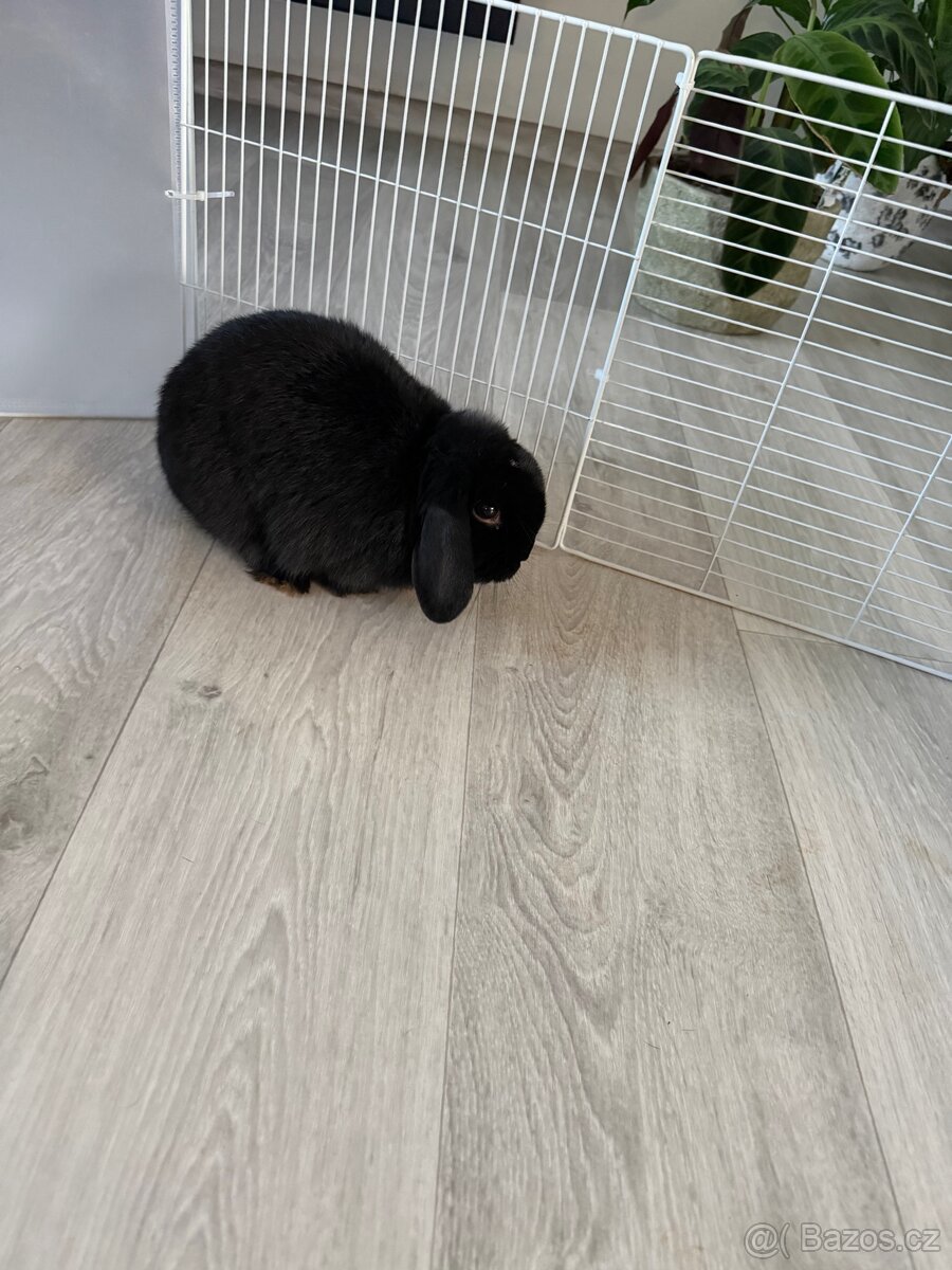 Králíček minilop - 2