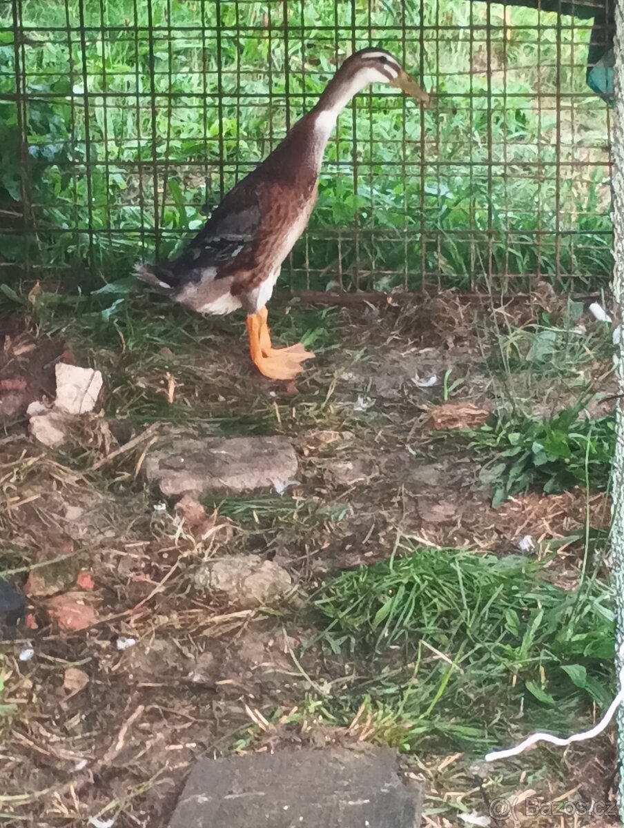 Indický běžec - 2