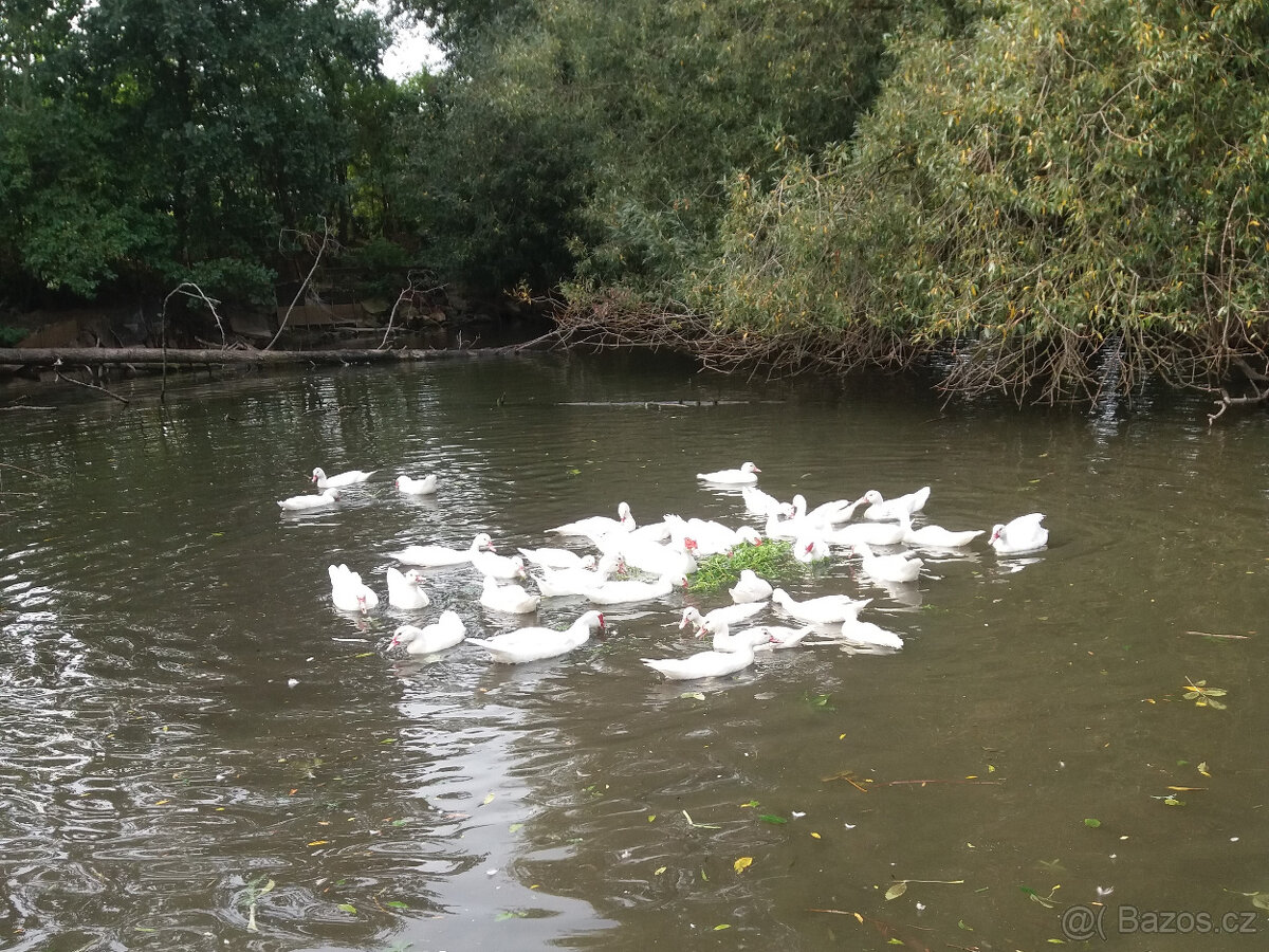 Prodám kachny pižmové - 2