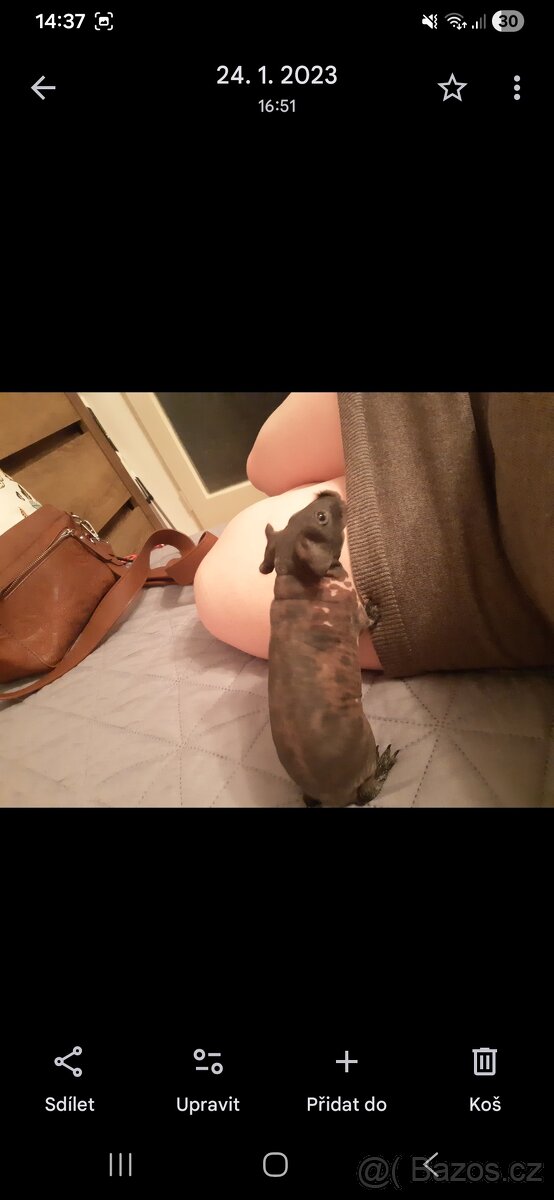 Morčátko Hugi zamluveno - 2