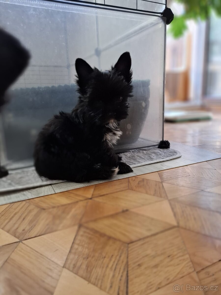 Yorkshirský teriér černý xs - 2