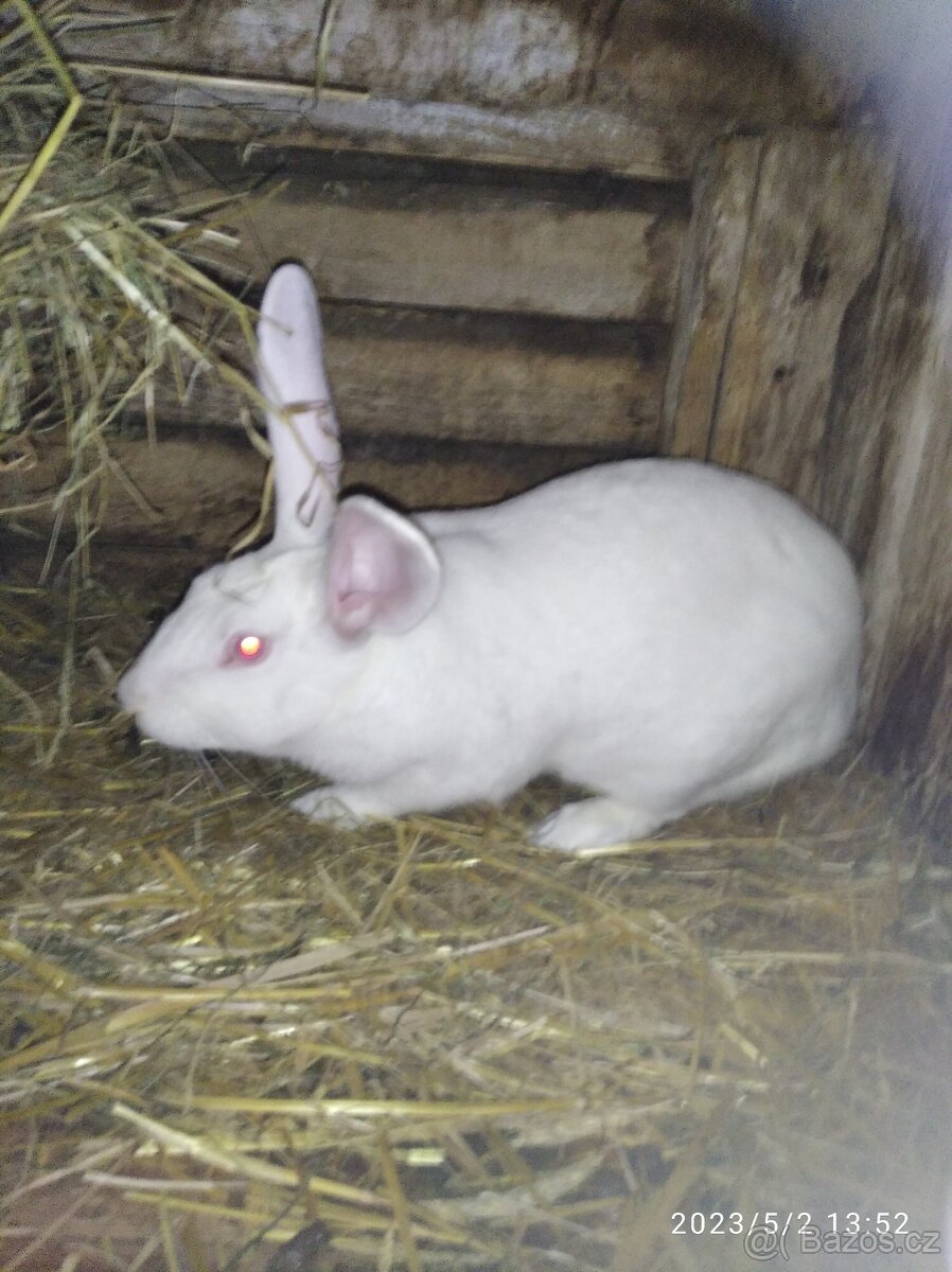 Brojlerové kralici - 2