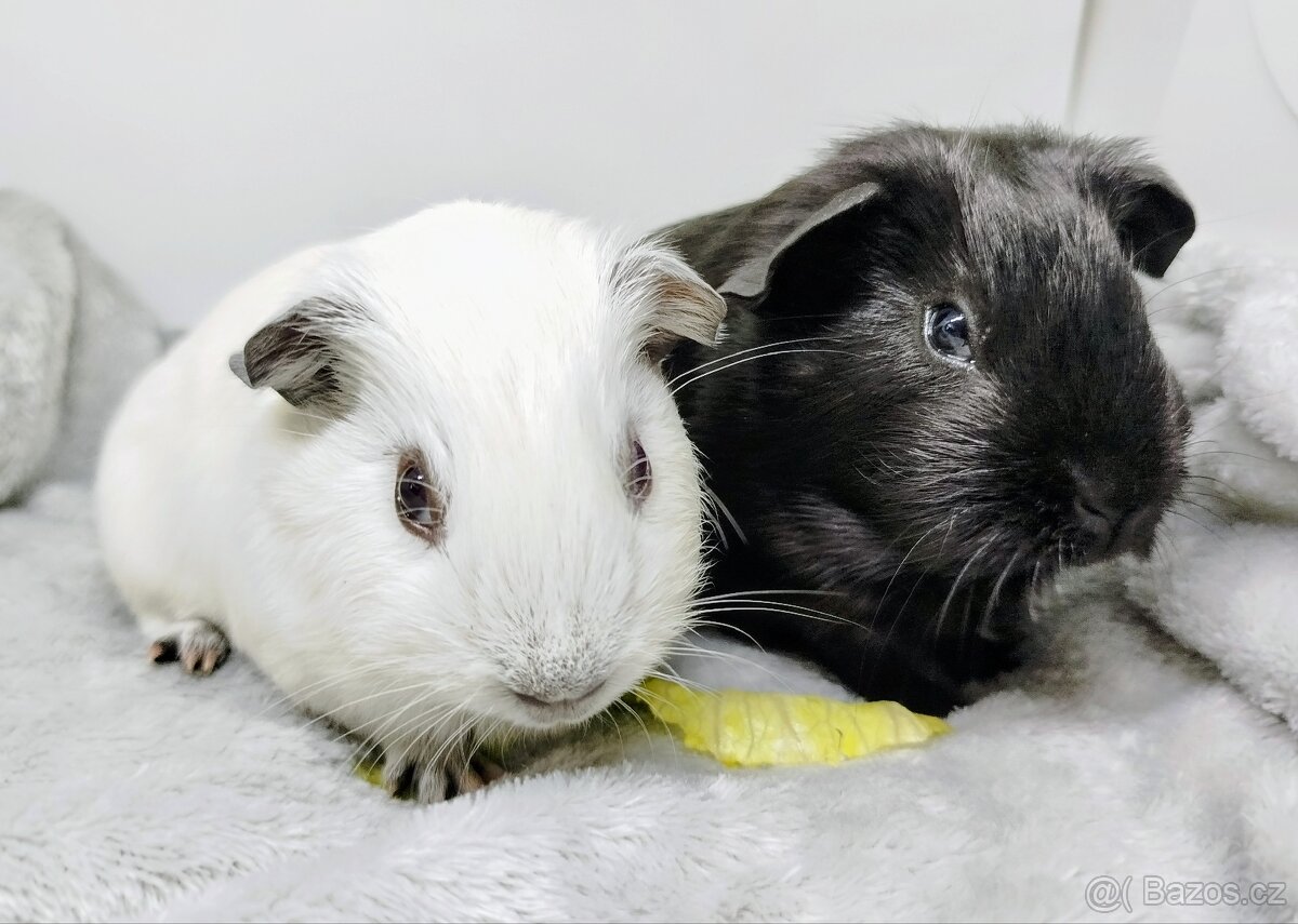 Morče, Morčata, Morčátko, Morčátka - JIN A JANG - 2