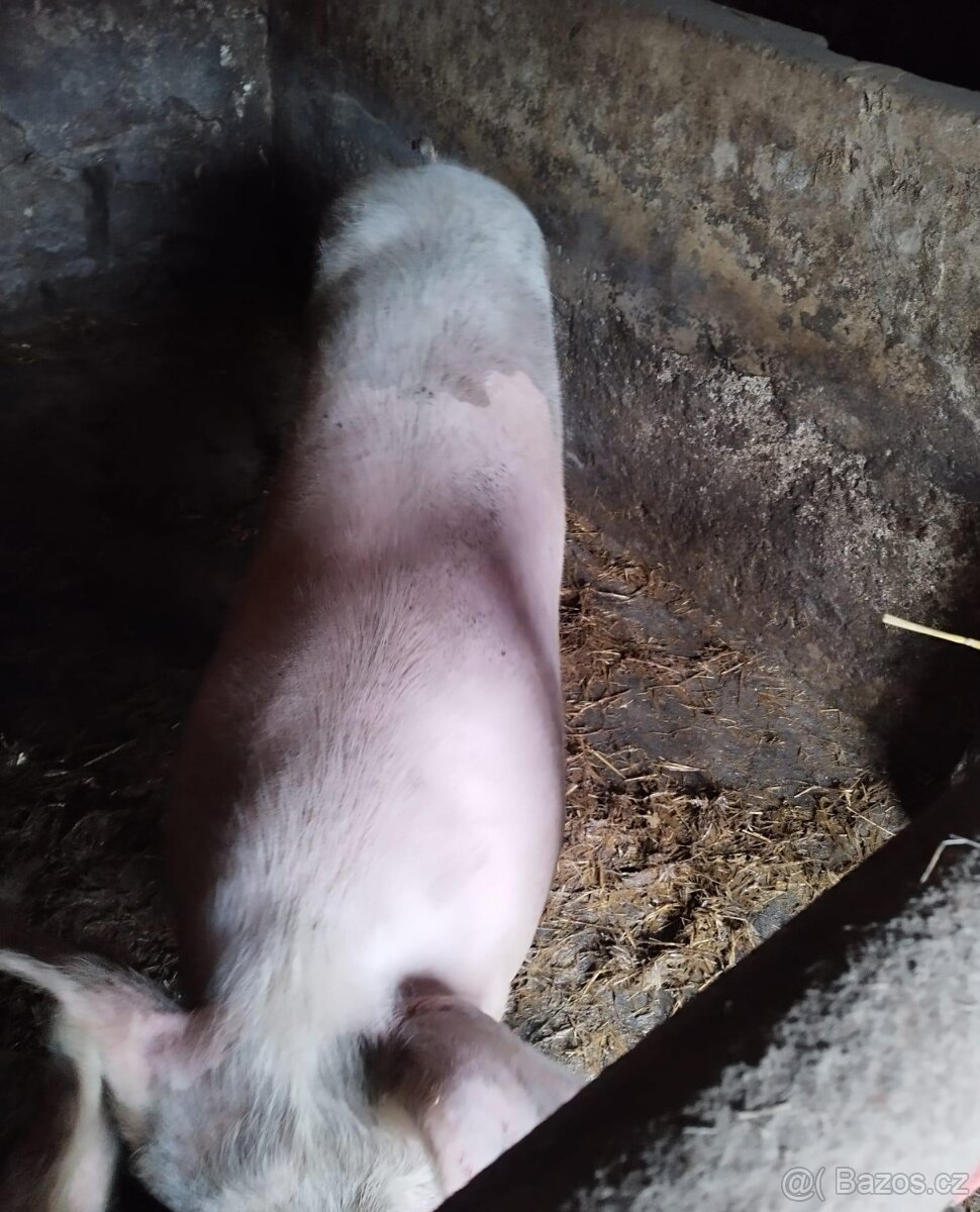 prodám prase - 2