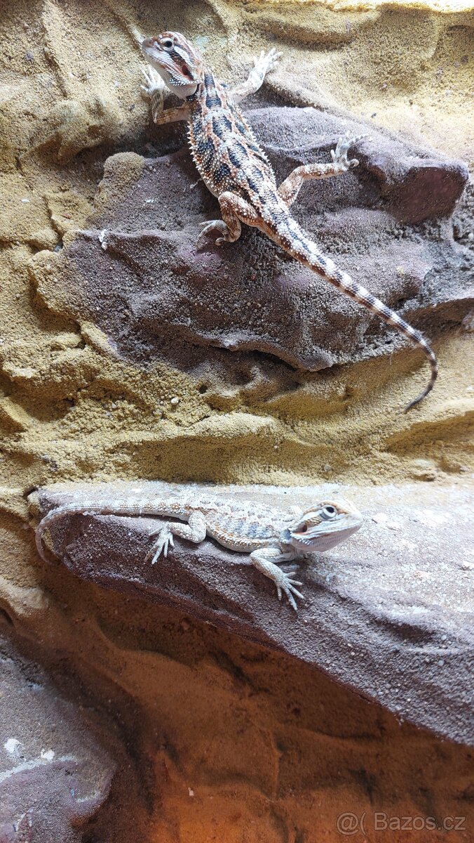 Agama vousatá- mláďata - 2
