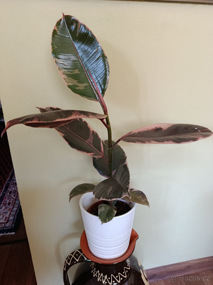 Nádherný růžový Fíkus (Ficus elastica 'Belize' / 'Ruby') - 2