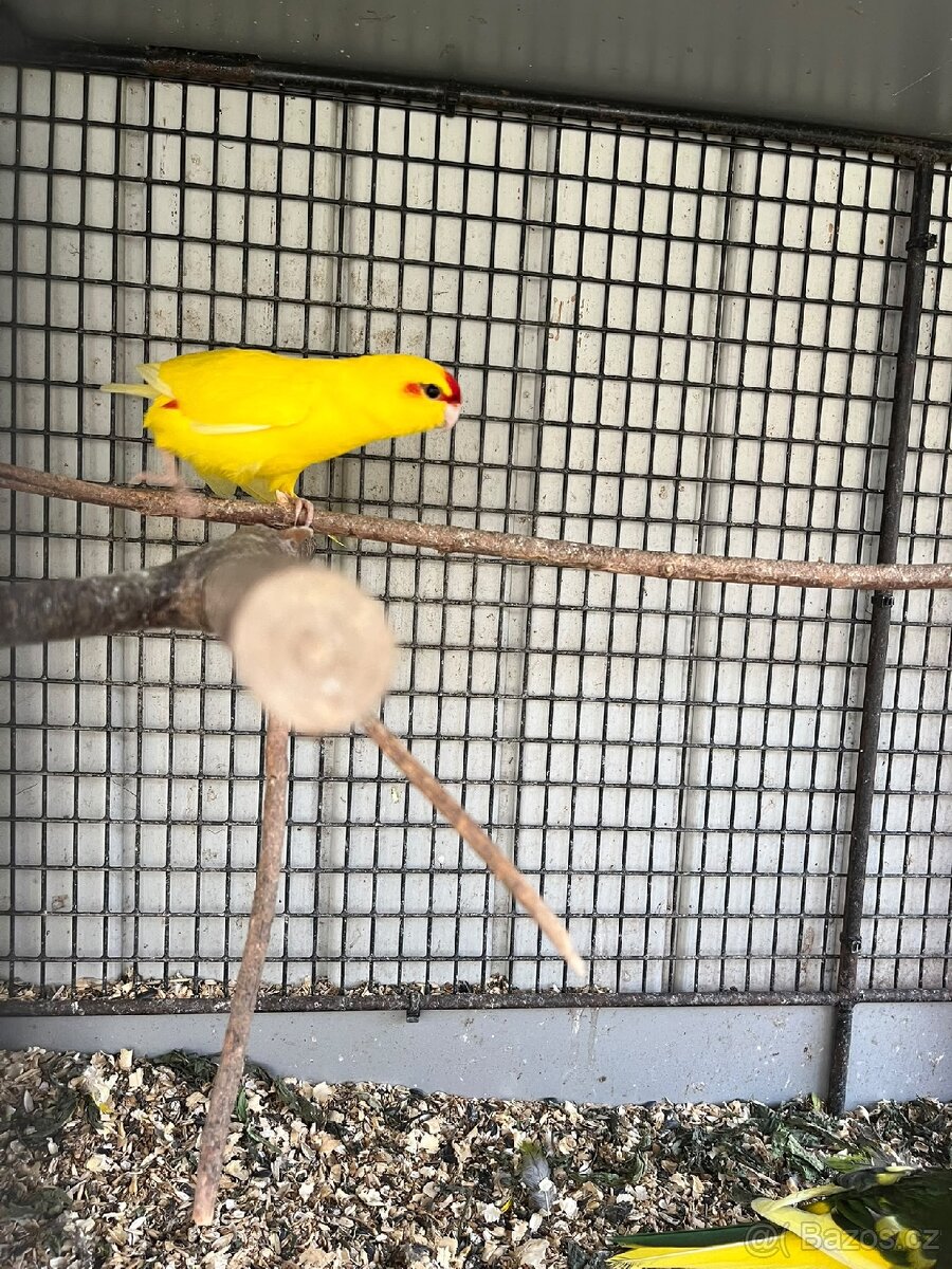 Kakariky - 2