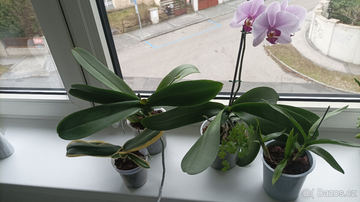 4 ks orchidejí - 2