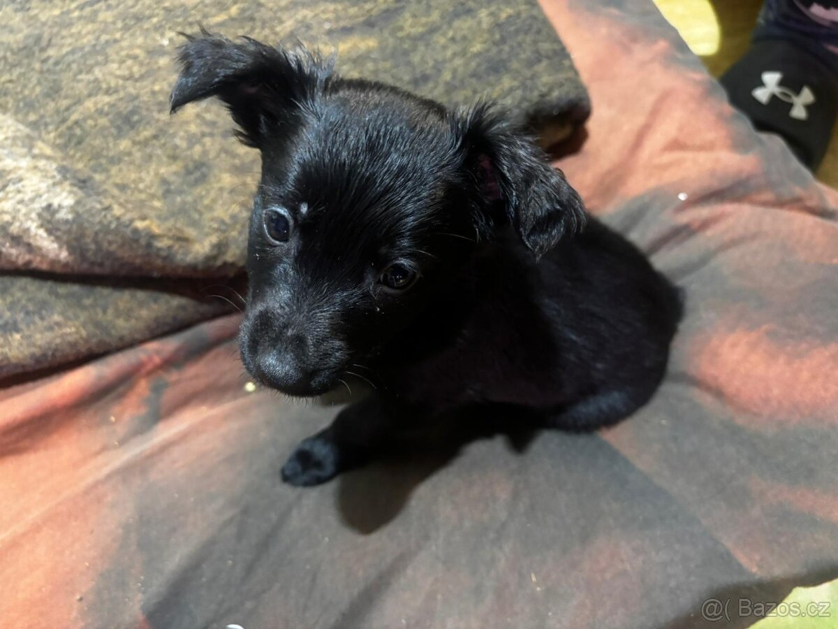 Štěňata - 2