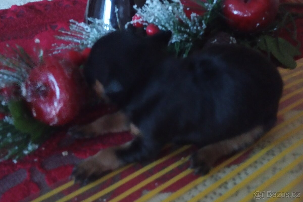 Trpasličí pinč - 2