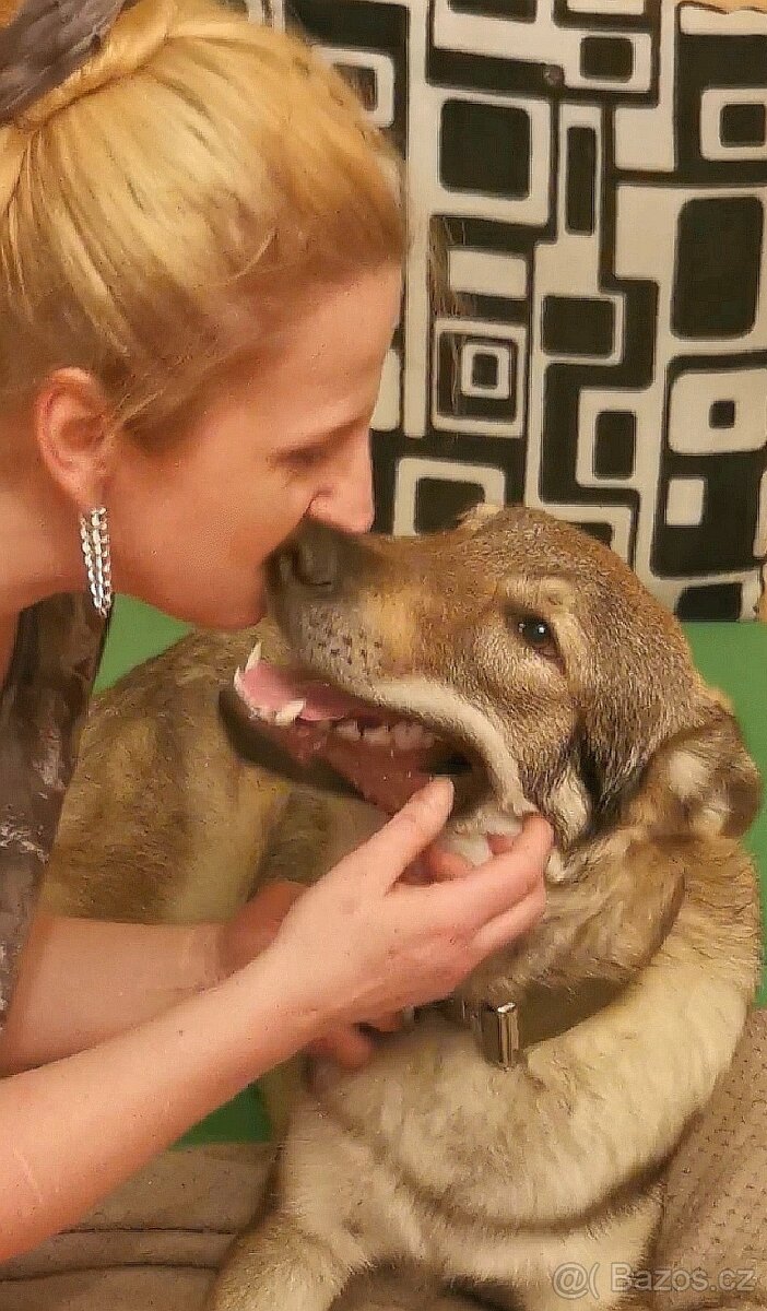 Pohlídám vašeho pejska Plzeň - 2