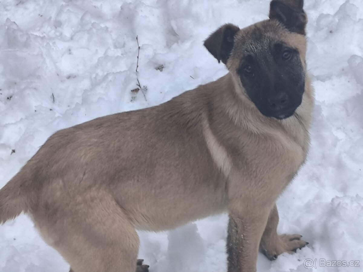 Belgicky ovcak malinois - 2