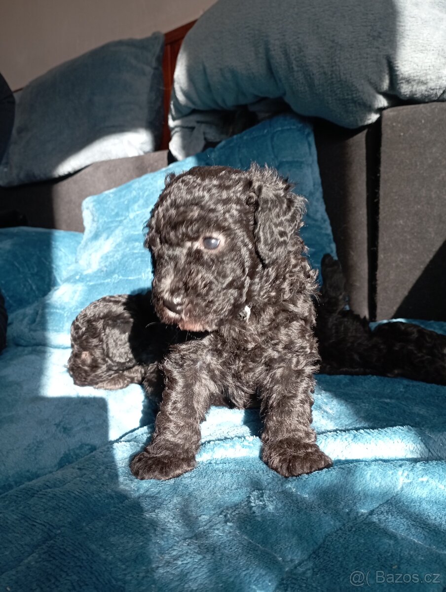 Pudl trpasličí - 2