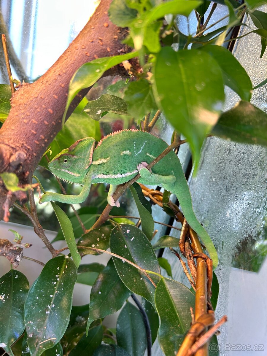 Chameleon jemenský - 2
