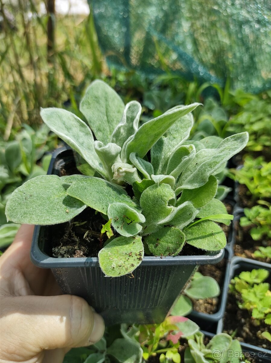 Lychnis- kohoutek věncový - 2