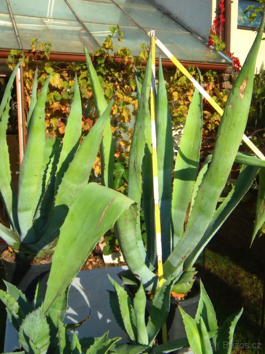 Agave americana - ČB a okolí - 2