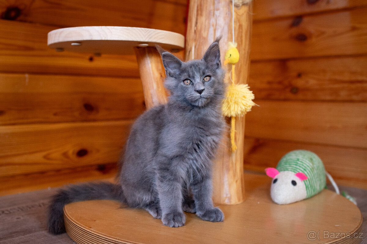 Mainská mývalí koťátka s PP - 2