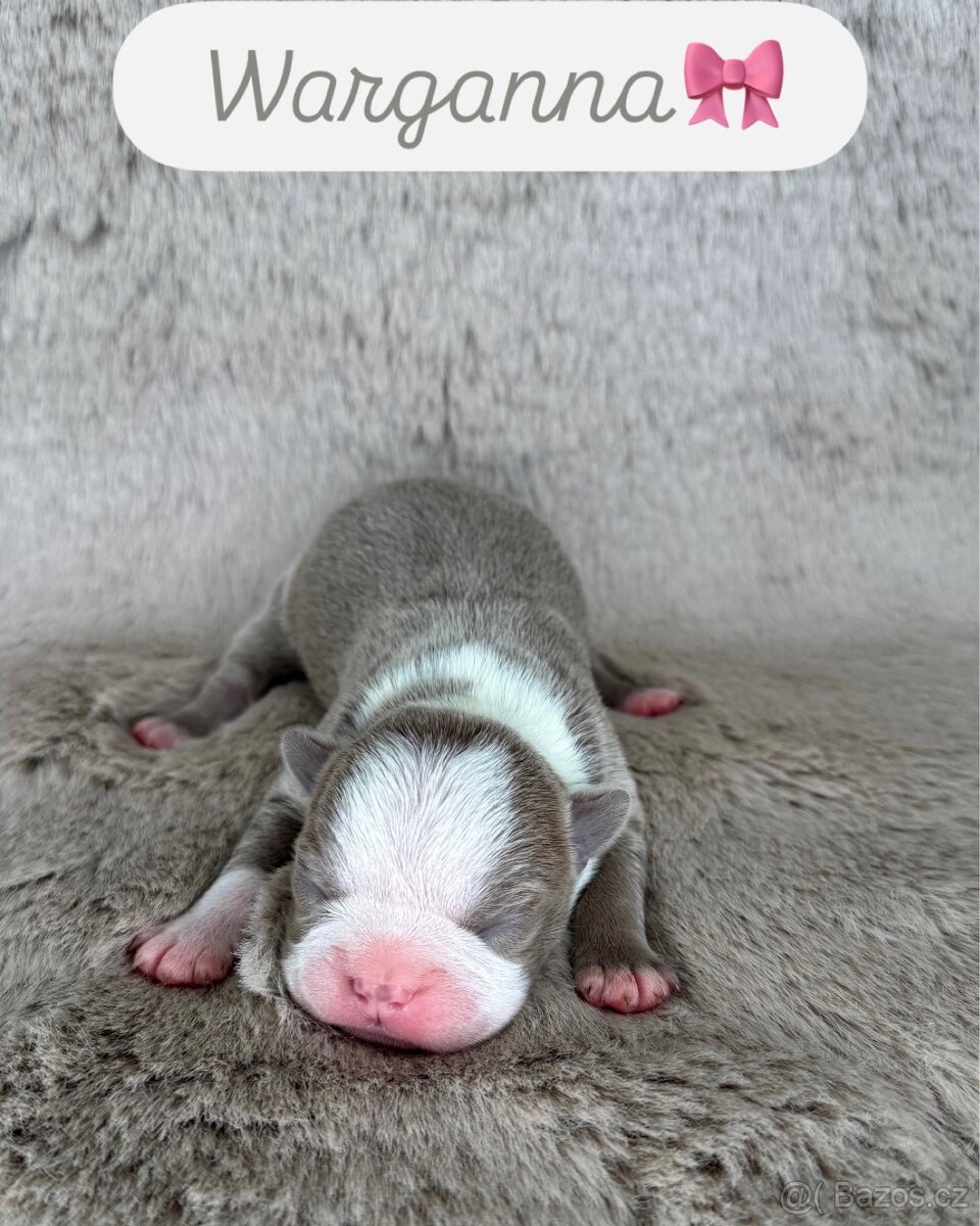 Bostonský teriér s PP - 2