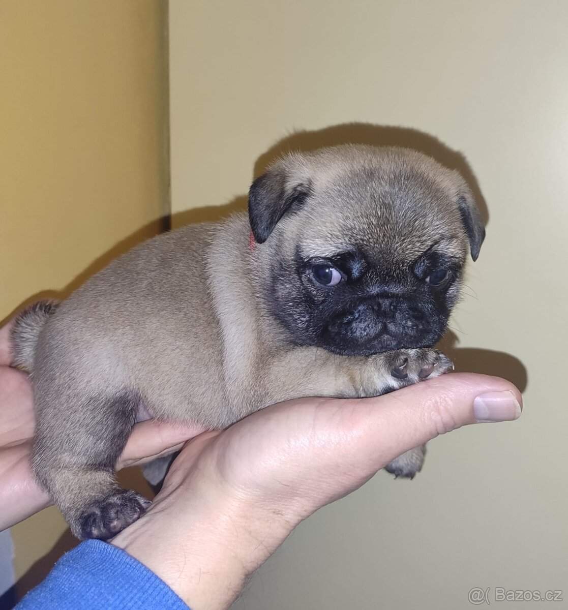 MOPS ŠTĚNĚ s PP - 2