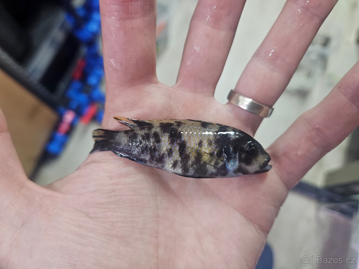 Metriaclima zebra masinje ob - 2