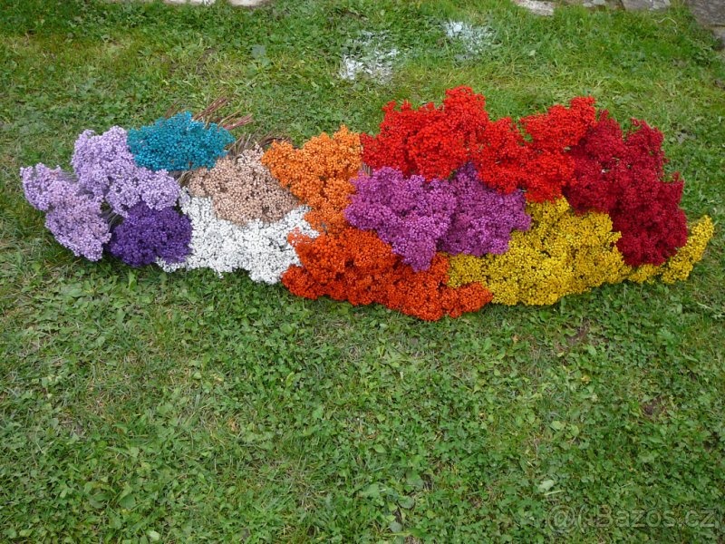 Barvený vratič - 2