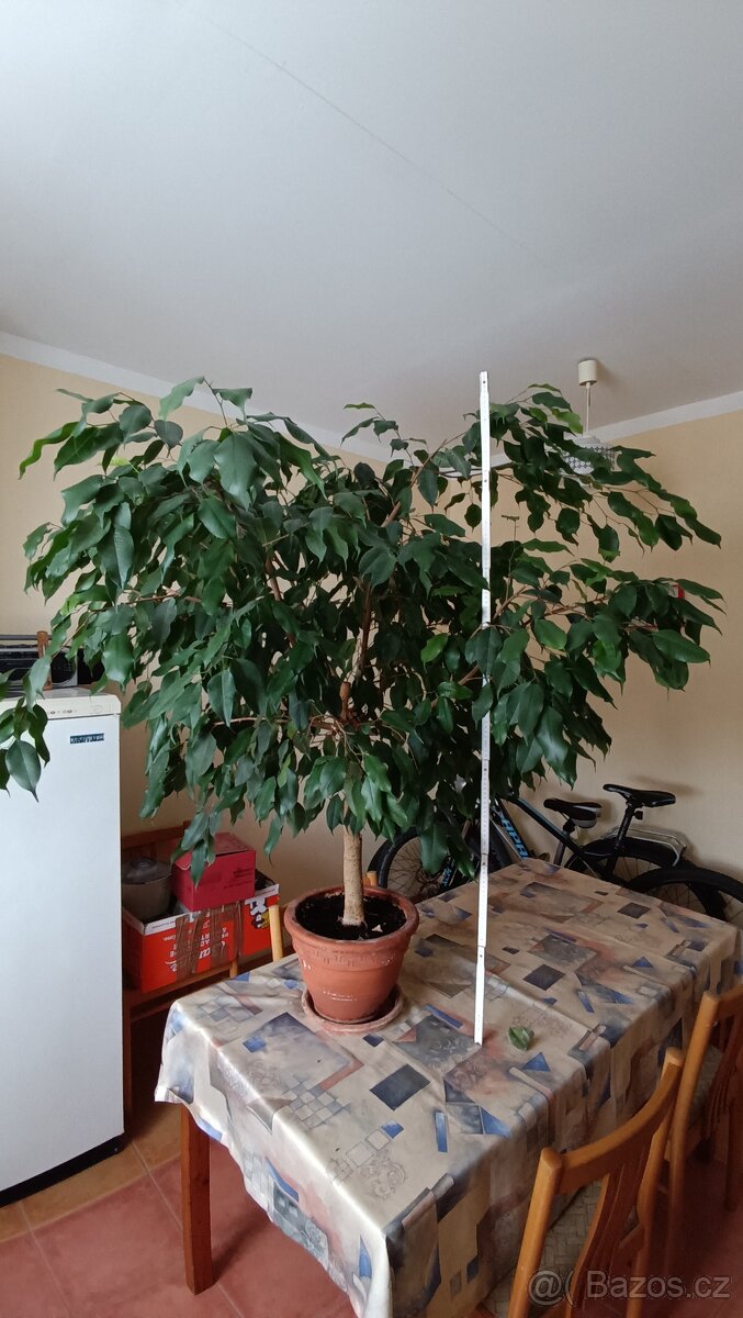 Fíkus benjamim - 2