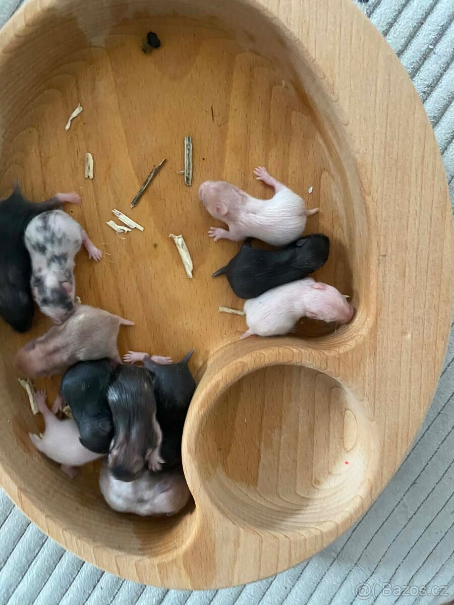 Křeček Syrský nar. 6.3.2026 - 2