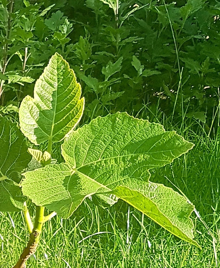 Fíkovník, Smokvoň, Ficus Carica, White Marseilles - 2