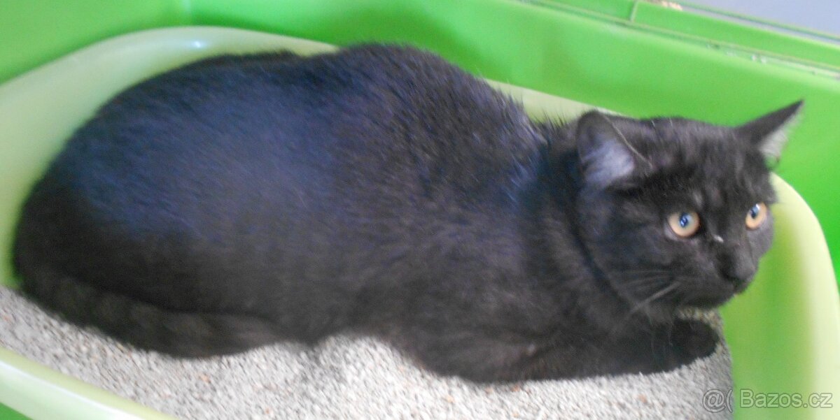 Černý až kouřový, 11měsíční Sam hledá domov. - 2