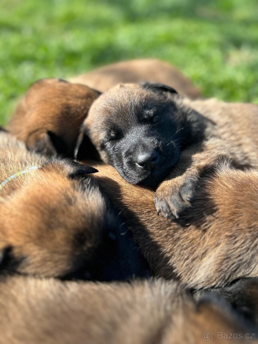 Belgický ovčák malinois - 2